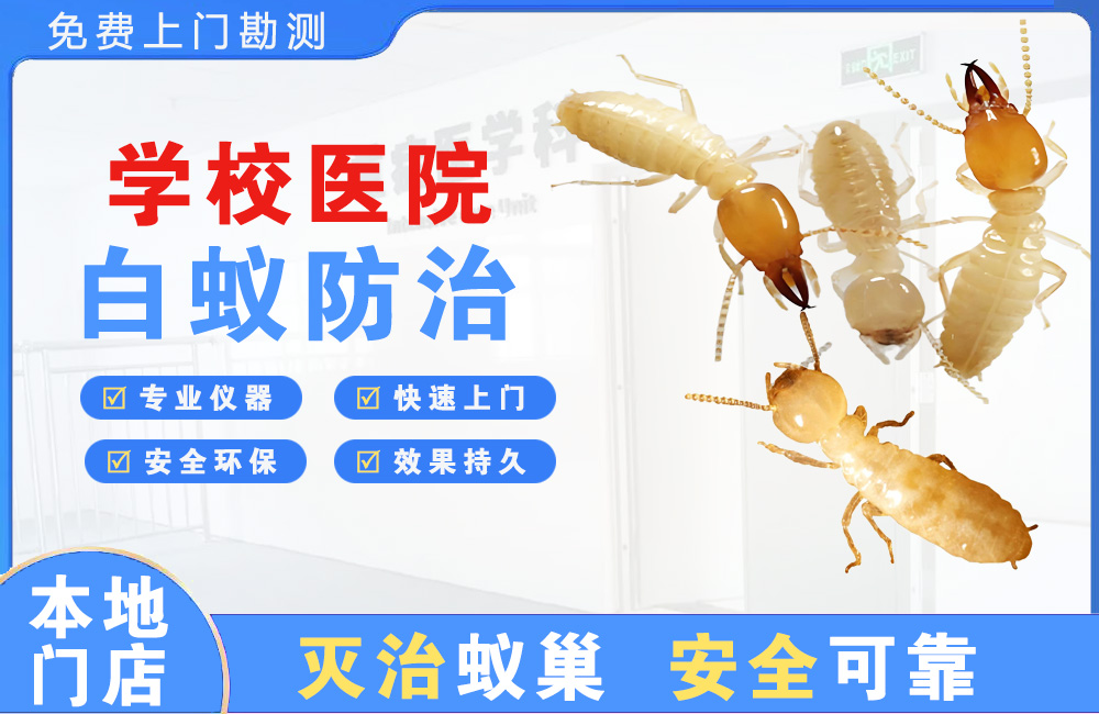 南平学校医院白蚁防治