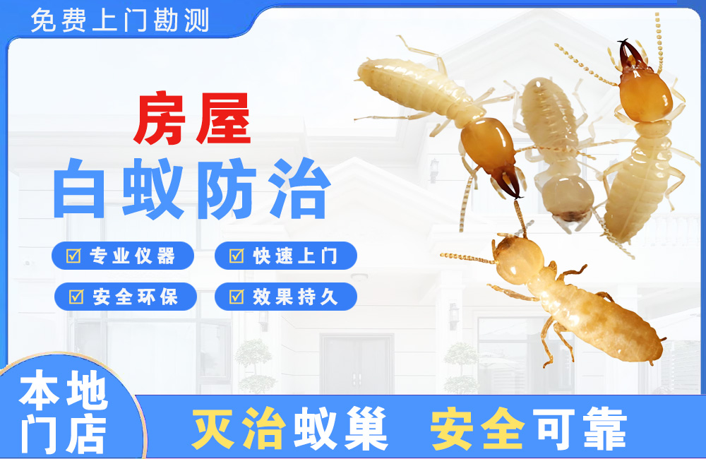 南平房屋白蚁防治
